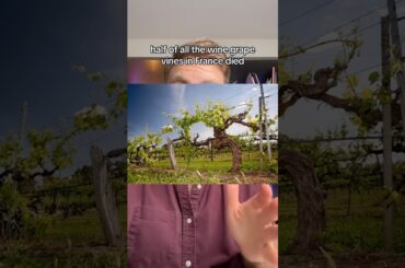 French Wine Is Mostly Grown On Texan Plants