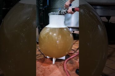 Filling the Diemersdal wine globes.