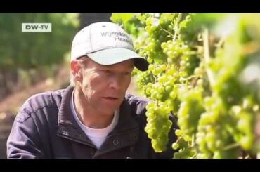 Taking on the French: the case of Dutch wine | Video of the day