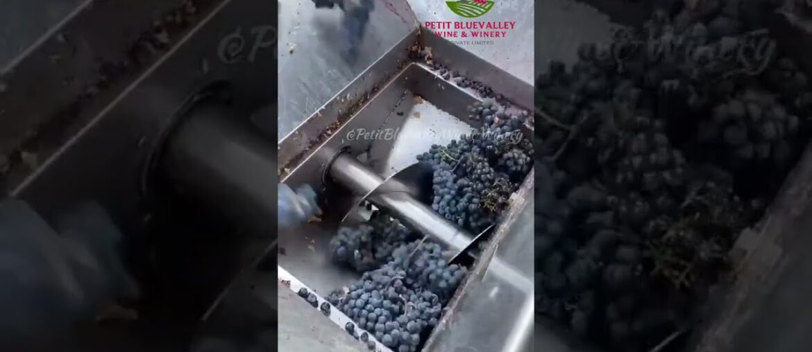 wine is more than a drink; it’s an experience #wine #winerylovers #wineglass #winetasting #winenight wine is more than a drink; it's an experience #wine #winerylovers #wineglass #winetasting #winenight