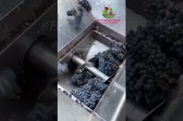 wine is more than a drink; it's an experience #wine #winerylovers #wineglass #winetasting #winenight