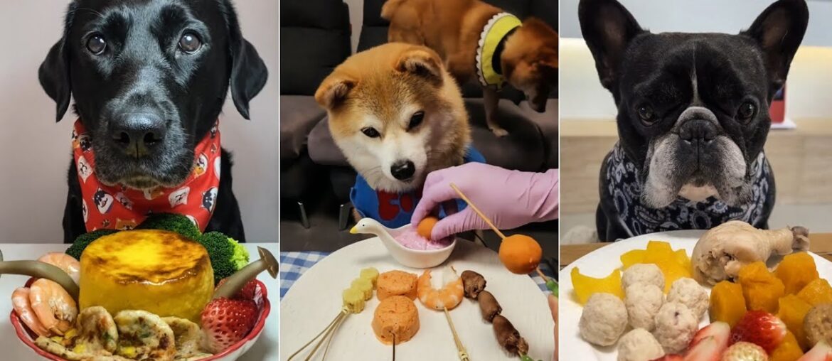 Epic Dog Food Challenge | Labrador vs Shiba Inu and French Bulldog Feast | Dog eating food