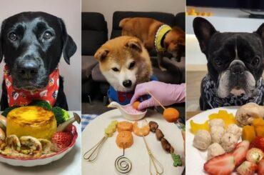 Epic Dog Food Challenge | Labrador vs Shiba Inu and French Bulldog Feast | Dog eating food