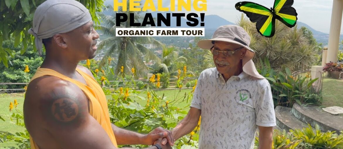 Explore Jamaica’s HIDDEN Gems of POWERFUL Plants and Exotic Fruits! Explore Jamaica's HIDDEN Gems of POWERFUL Plants and Exotic Fruits!