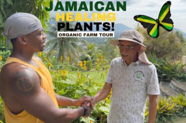 Explore Jamaica's HIDDEN Gems of POWERFUL Plants and Exotic Fruits!