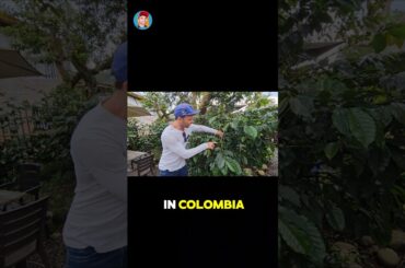 Luxury Belgium Balance Brewer: The MOST RIDICULOUS yet AWESOME Coffee Maker i found in Colombia