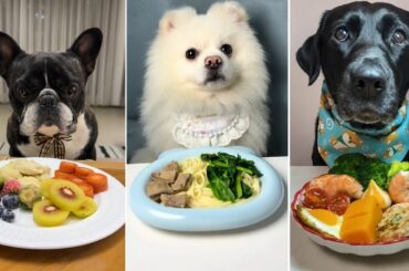 Dogs Try Gourmet Meals | Labrador, Pomeranian & French Bulldog Food Challenge | Dog eating food