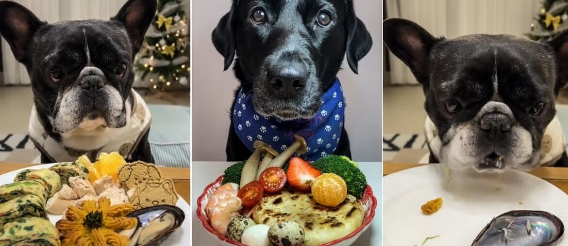 Epic Dog Food Challenge | Labrador & French Bulldog | Dog eating food Epic Dog Food Challenge | Labrador & French Bulldog | Dog eating food