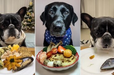 Epic Dog Food Challenge | Labrador & French Bulldog | Dog eating food