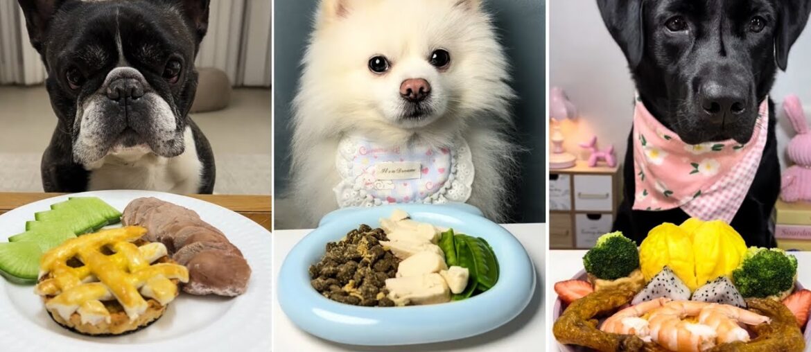 Epic Dog Food Challenge | Labrador vs French Bulldog and Pomeranian Feast | Dog eating food Epic Dog Food Challenge | Labrador vs French Bulldog and Pomeranian Feast | Dog eating food