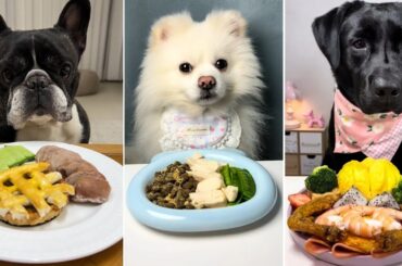 Epic Dog Food Challenge | Labrador vs French Bulldog and Pomeranian Feast | Dog eating food