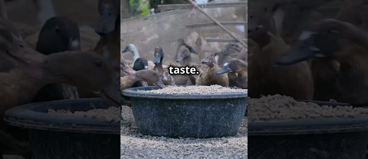 Why foie gras is a French delicacy ? Why foie gras is a French delicacy ?