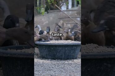 Why foie gras is a French delicacy ?