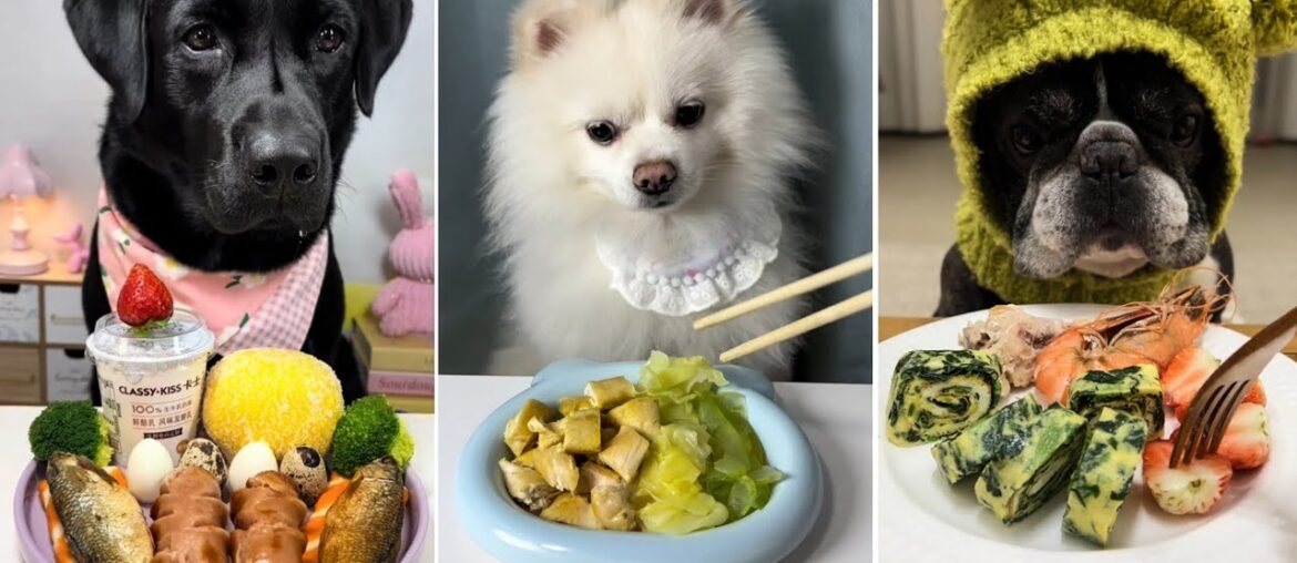 Dog Food Eating Challenge | Labrador vs Pomeranian and French Bulldog | Dog eating food