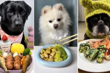 Dog Food Eating Challenge | Labrador vs Pomeranian and French Bulldog | Dog eating food