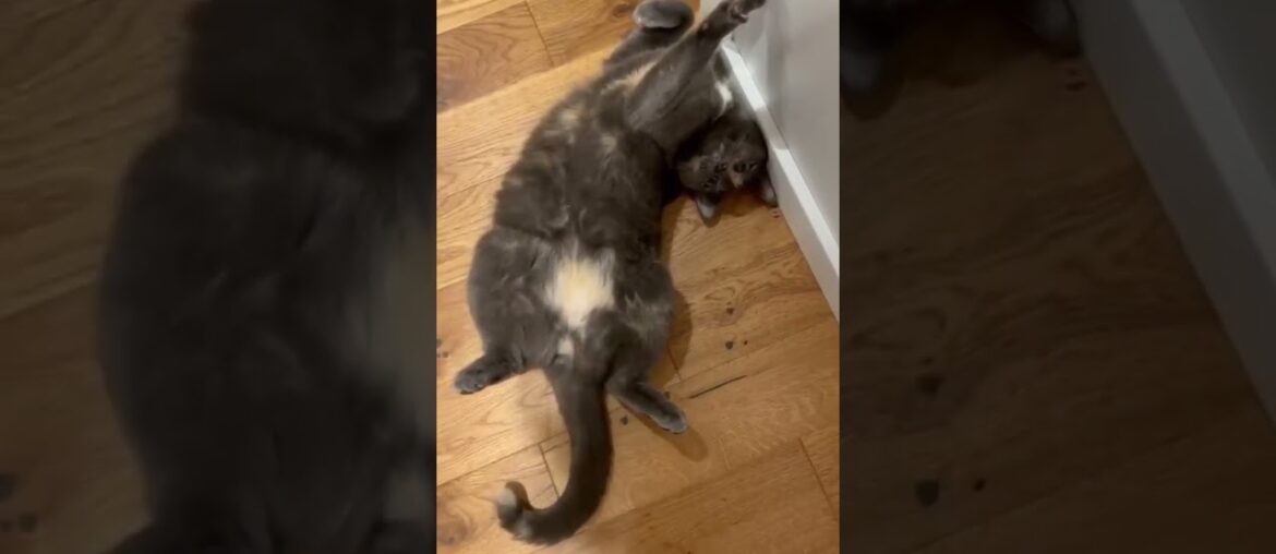 My cat after a glass of French wine #cat #funny #cute #catvideos #pringithecat