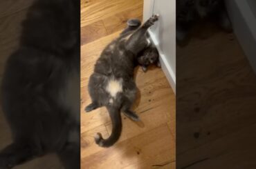 My cat after a glass of French wine #cat #funny #cute #catvideos #pringithecat