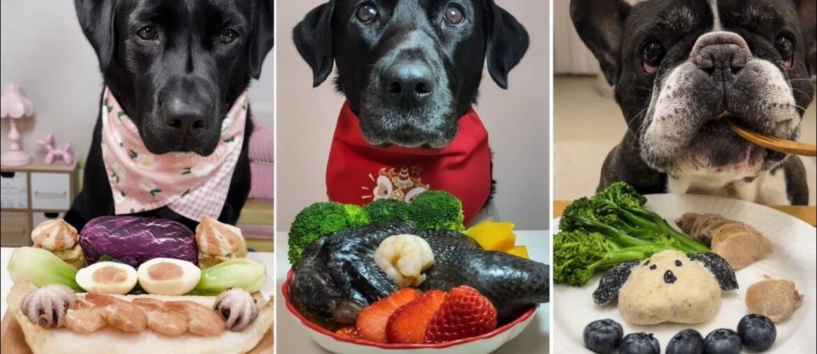 Ultimate Dog Food Challenge! Gourmet Meals for Picky Pups Ultimate Dog Food Challenge! Gourmet Meals for Picky Pups