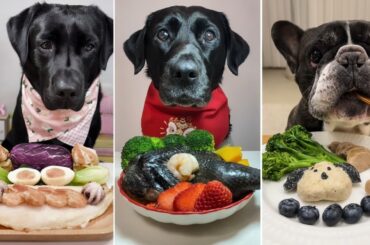 Ultimate Dog Food Challenge! Gourmet Meals for Picky Pups