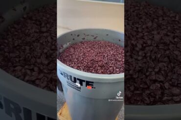How we make homemade wine in Chicago