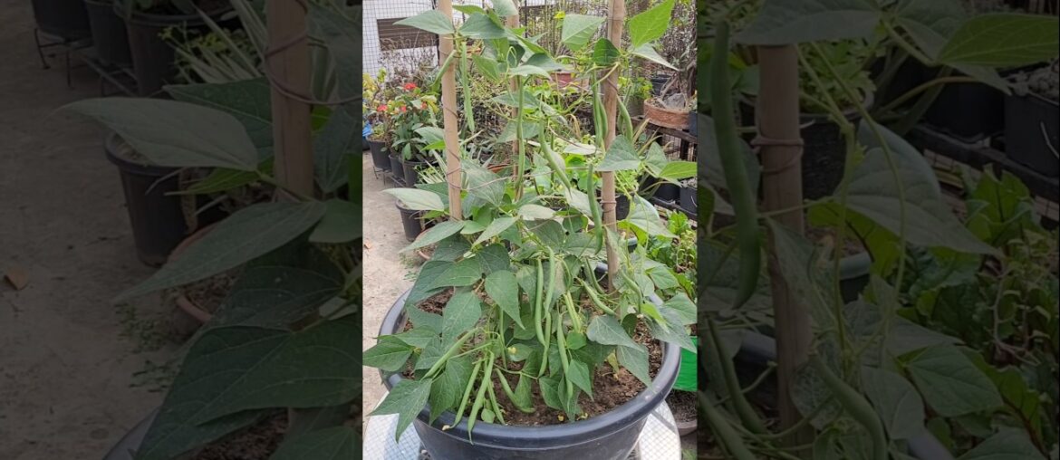 French Beans in a Pot      #frenchbeans #beans #gardening #urbangardening