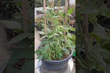 French Beans in a Pot      #frenchbeans #beans #gardening #urbangardening