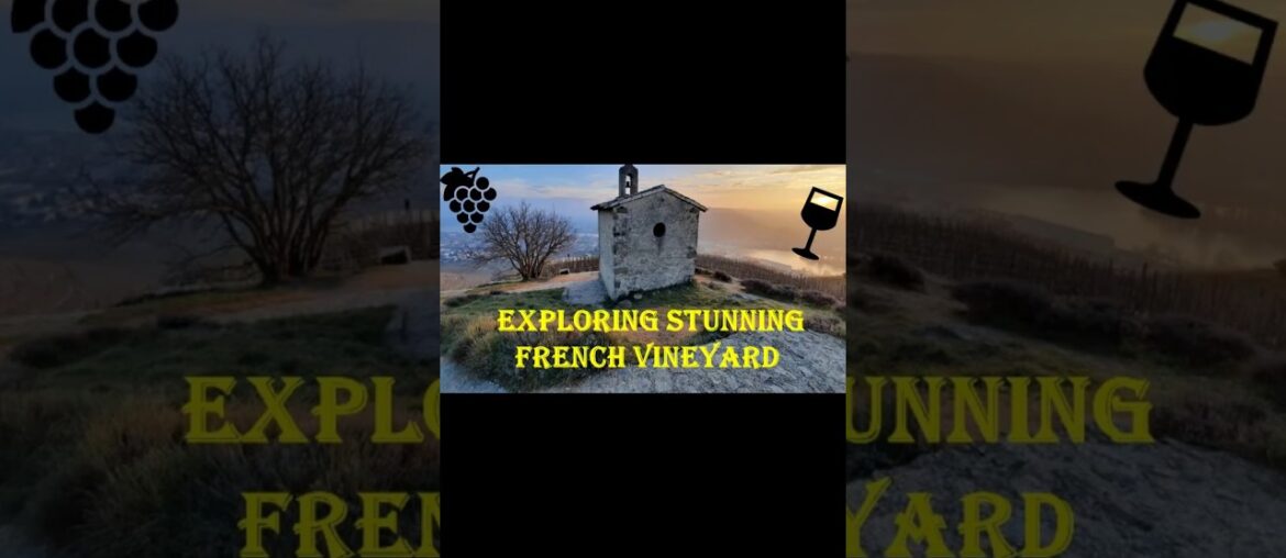 Visiting famous French Vineyard !