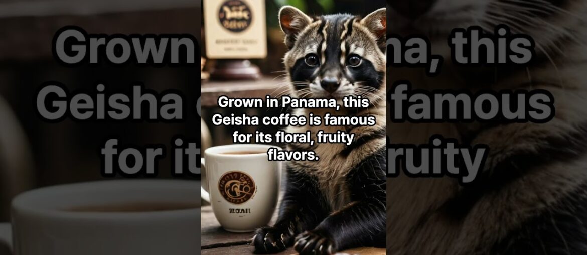 most expensive coffees most expensive coffees