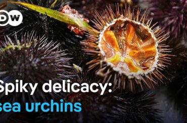 Sea urchins are a delicacy in France: Would you try them?