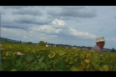 French vineyard aims for London IPO