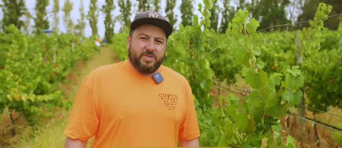 A New Era for Curtis Winery: First-Ever French Clone Chardonnay! A New Era for Curtis Winery: First-Ever French Clone Chardonnay!