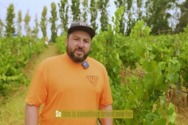 A New Era for Curtis Winery: First-Ever French Clone Chardonnay!