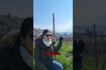 Wine travelling to Switzerland