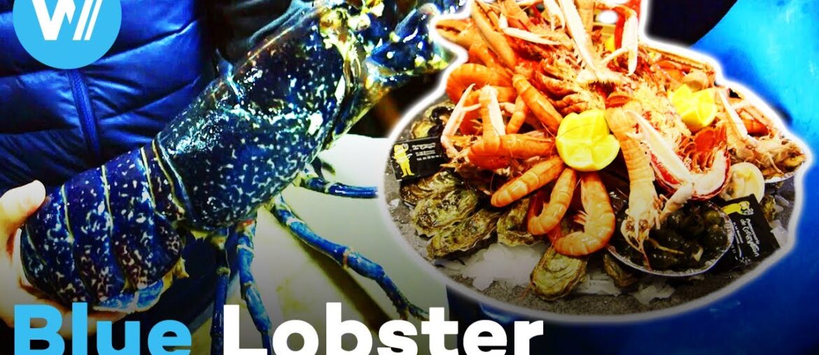 The Rare Blue Lobster: Is this French delicacy worth the hype?