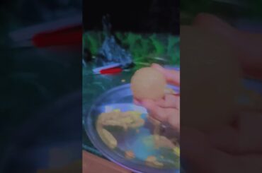 French fries Ghar per banaya hua aur noodles roti ka french fries bahut achcha Maggi pasta jaisa