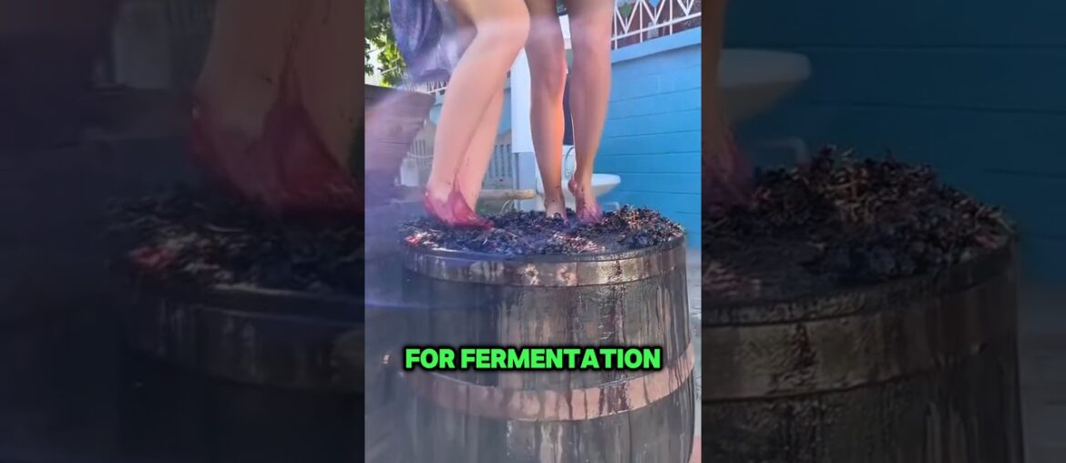 The process of making Georgian wine The process of making Georgian wine