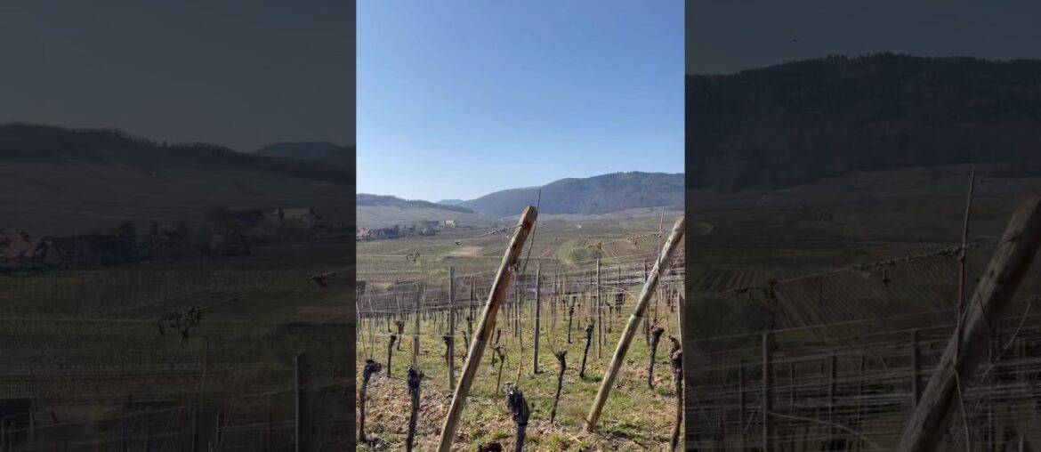Endless Vineyards of Alsace, France #springonyoutube #france #wine #winelovers #travel