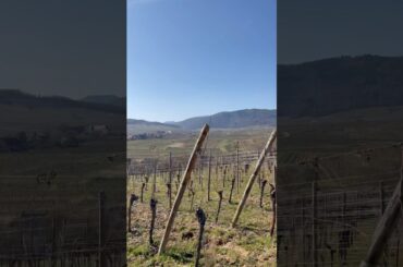 Endless Vineyards of Alsace, France #springonyoutube #france #wine #winelovers #travel