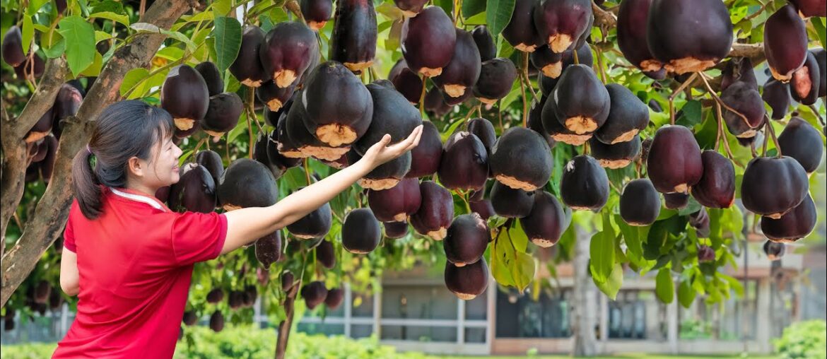 BREAKING: Harvesting Immortality Fruit – How to Ferment French Wine from Immortality Fruit BREAKING: Harvesting Immortality Fruit - How to Ferment French Wine from Immortality Fruit