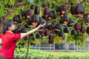 BREAKING: Harvesting Immortality Fruit - How to Ferment French Wine from Immortality Fruit