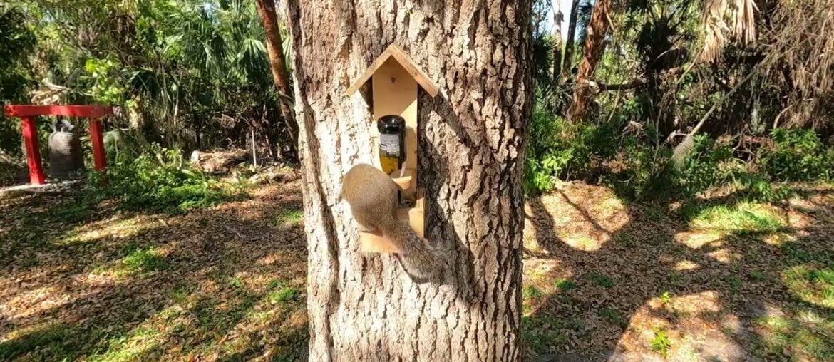 FRENCH CREEK CRITTERS MARCH 28 - SQUIRREL FEEDER
