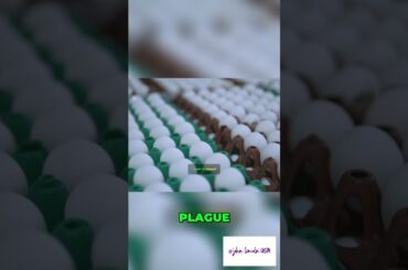 The Weirdest Trade War: Cognac, Wine, and Egg Tariffs