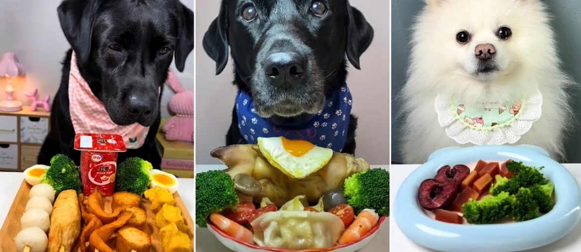 Dogs vs Gourmet Food Challenge! Who Ate It Best? Ultimate Dog Food Challenge Dogs vs Gourmet Food Challenge! Who Ate It Best? Ultimate Dog Food Challenge