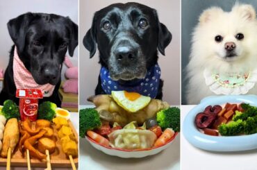 Dogs vs Gourmet Food Challenge! Who Ate It Best? Ultimate Dog Food Challenge