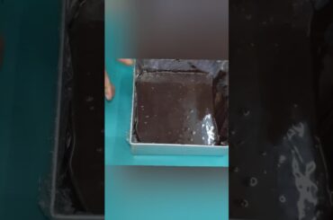 French Fruit Bites Recipe | Chocolate Recipe Chef Farnaz Zaikadelight #shorts