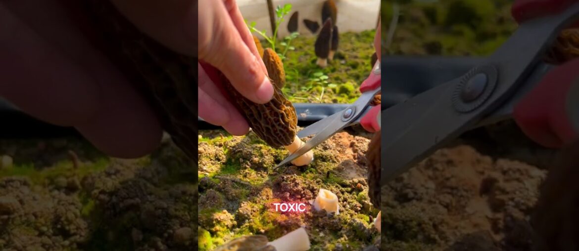 These are rare and highly praised!