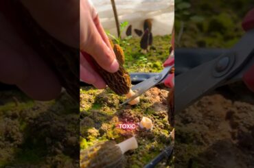 These are rare and highly praised!