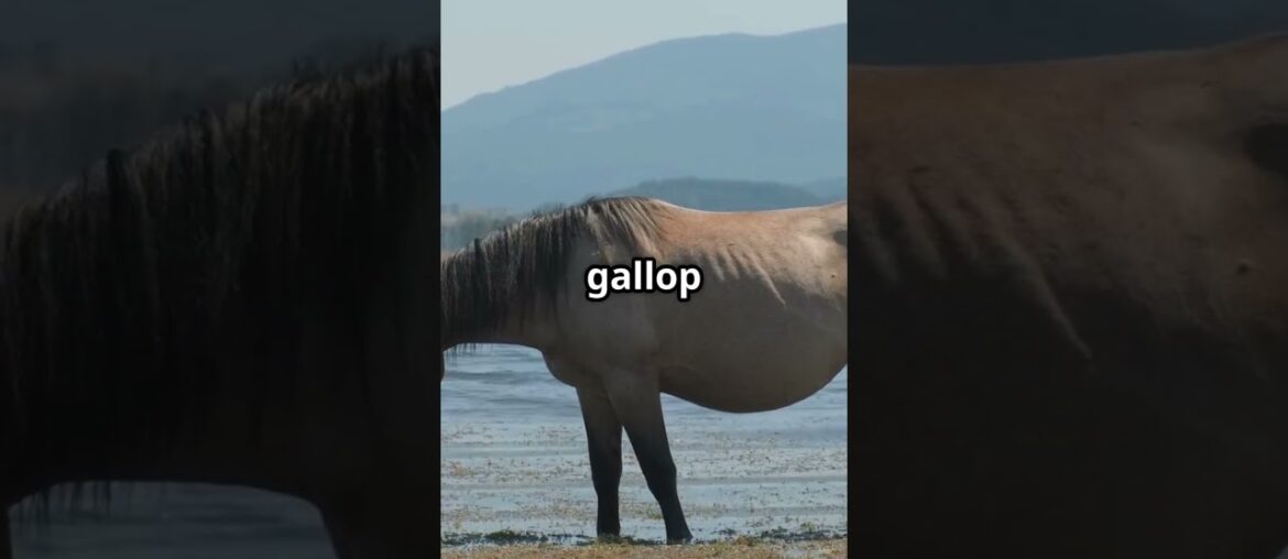 5 French Animal Facts That Will Escargot Your Brain!  #marinemystery #facts #animalfacts