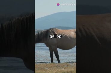 5 French Animal Facts That Will Escargot Your Brain!  #marinemystery #facts #animalfacts