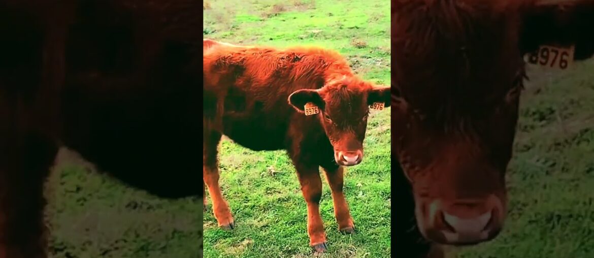 Camino 2023 French Way day  16 - 2    #camino #frenchway  #santiagodecompostela